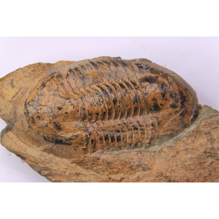 Ectillaenus giganteus  Llandeilien  GUICHEN (35)