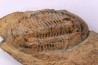 Ectillaenus giganteus Llandeilien GUICHEN (35)