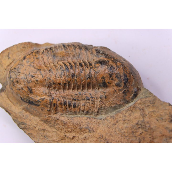 Ectillaenus giganteus  Llandeilien  GUICHEN (35)