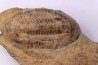 Ectillaenus giganteus Llandeilien GUICHEN (35)