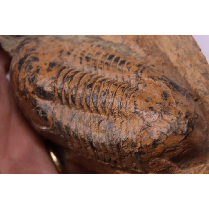 Ectillaenus giganteus  Llandeilien  GUICHEN (35)