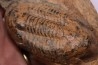 Ectillaenus giganteus Llandeilien GUICHEN (35)