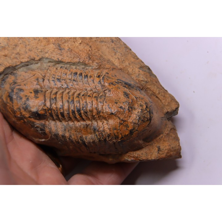Ectillaenus giganteus  Llandeilien  GUICHEN (35)