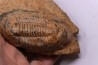 Ectillaenus giganteus Llandeilien GUICHEN (35)