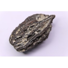 JUGLANS BERGOMENSIS - Mio-Pliocène - Sessenheim, FRANCE