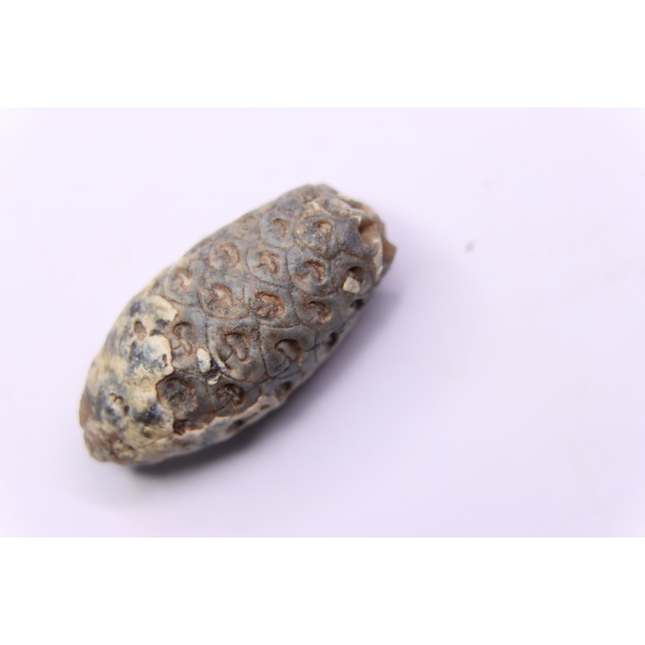 Equicalastrobus - Eocene superieur  Sahara occidental, rio del oro - Région de Dakhla - Maroc