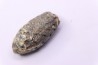 Equicalastrobus  upper Eocene  Western Sahara, rio del oro  Region of Dakhla - Morocco