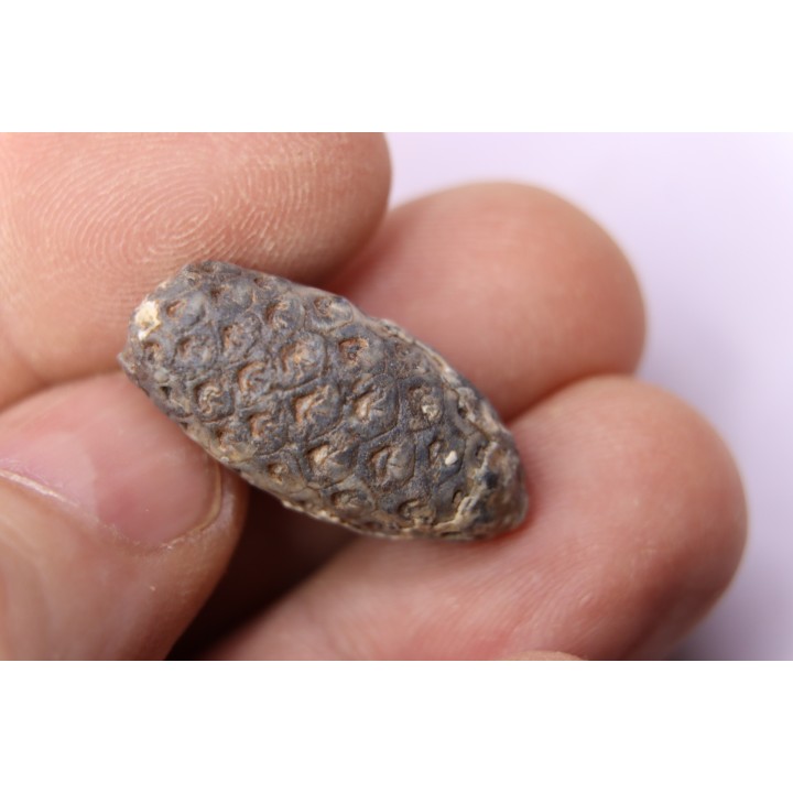 Equicalastrobus  upper Eocene  Western Sahara, rio del oro  Region of Dakhla - Morocco