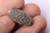 Equicalastrobus - Eocene superieur Sahara occidental, rio del oro - Région de Dakhla - Maroc