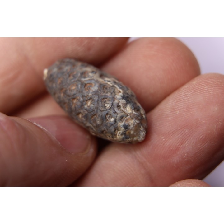 Equicalastrobus - Eocene superieur  Sahara occidental, rio del oro - Région de Dakhla - Maroc