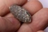 Equicalastrobus  upper Eocene  Western Sahara, rio del oro  Region of Dakhla - Morocco