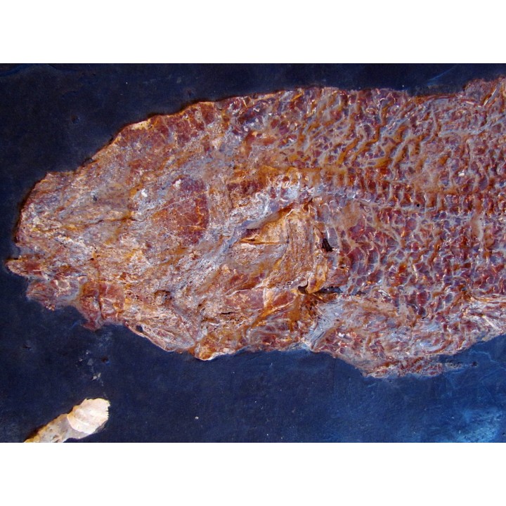 AMIA: CYCLURUS KEHRERI