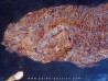 AMIA: CYCLURUS KEHRERI