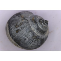 Crommium angustatum - Oligocène - gaas, FRANCE