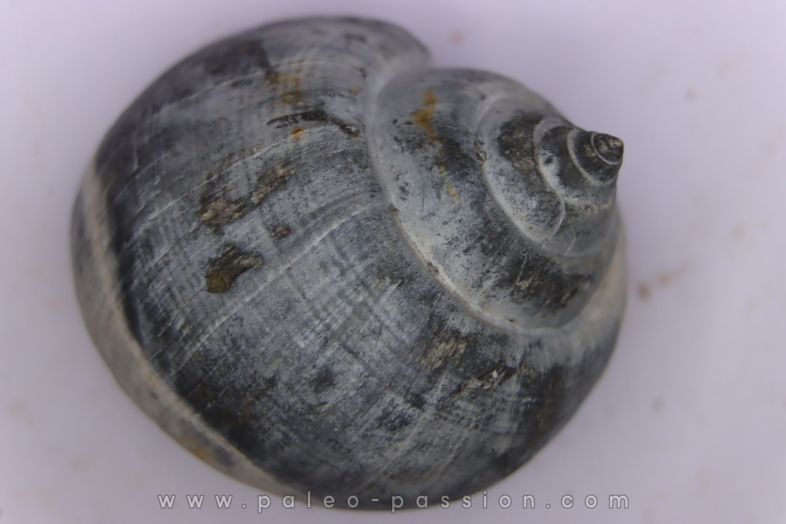 Crommium angustatum - Oligocène - gaas, FRANCE