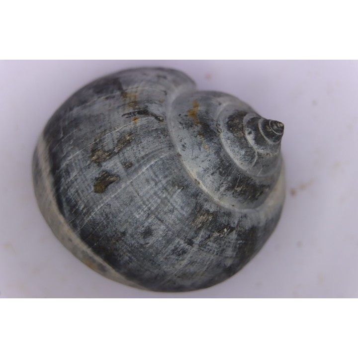 Crommium angustatum - Oligocène - gaas, FRANCE