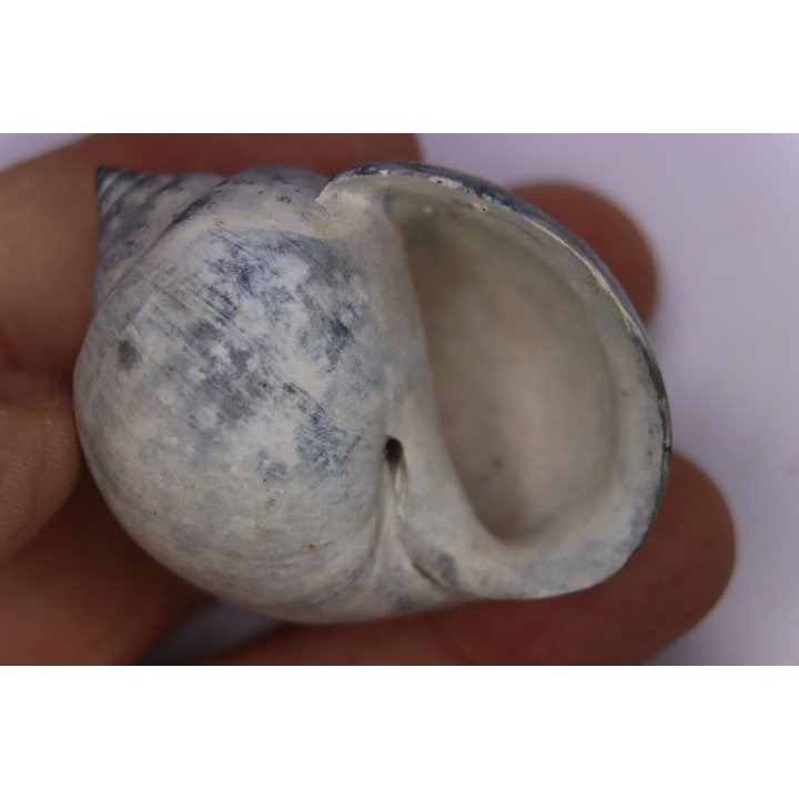 Crommium angustatum - Oligocène - gaas, FRANCE