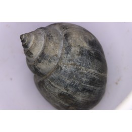 Crommium angustatum - Oligocène - gaas, FRANCE