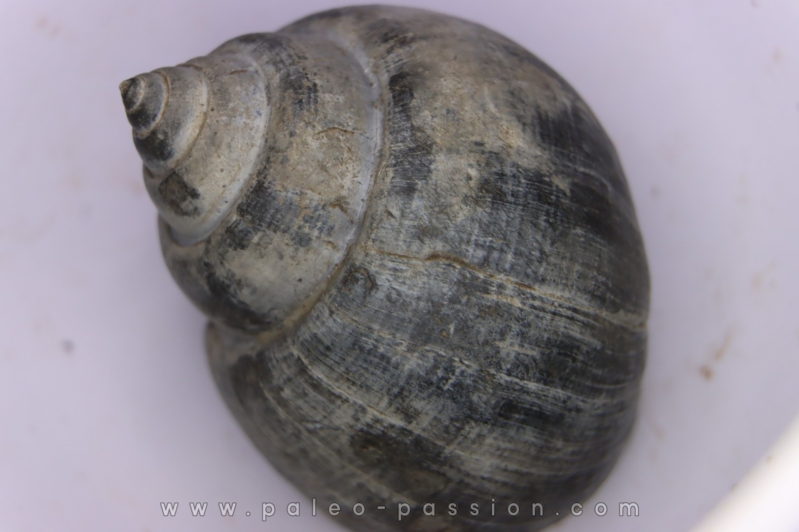 Crommium angustatum - Oligocène - gaas, FRANCE