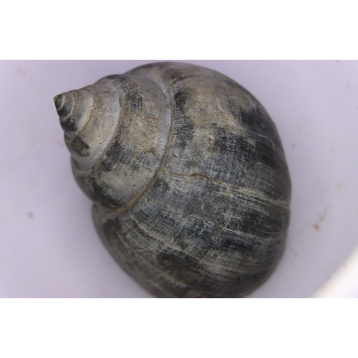Crommium angustatum - Oligocène - gaas, FRANCE
