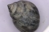 Crommium angustatum - Oligocène - gaas, FRANCE