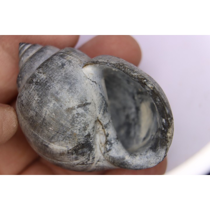 Crommium angustatum - Oligocène - gaas, FRANCE