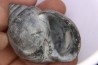 Crommium angustatum - Oligocène - gaas, FRANCE