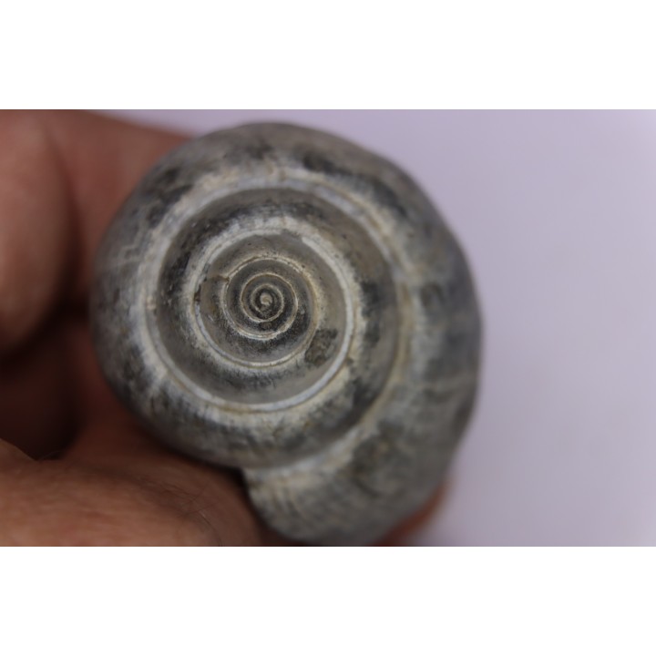 Crommium angustatum - Oligocène - gaas, FRANCE