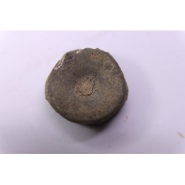 ICHTHYOSAUR vertebra:  STENOPTERYGIUS - lower Toarcian - Nancy area - FRANCE