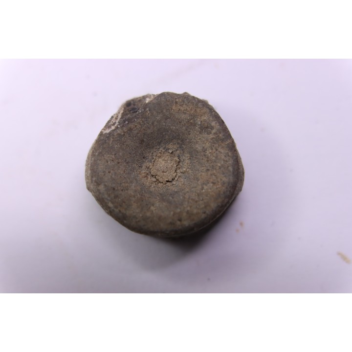 Vertébre d'ICHTHYOSAURE:  STENOPTERYGIUS  Toarcien inferieur  région de Nancy - FRANCE