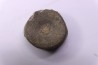 ICHTHYOSAUR vertebra:  STENOPTERYGIUS - lower Toarcian - Nancy area - FRANCE