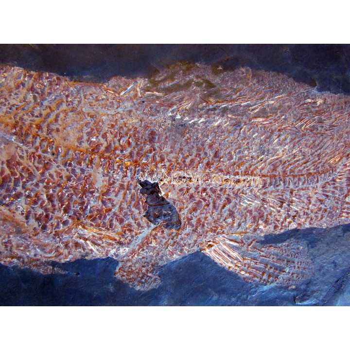 AMIA: CYCLURUS KEHRERI