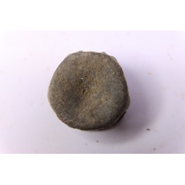 ICHTHYOSAUR vertebra:  STENOPTERYGIUS - lower Toarcian - Nancy area - FRANCE