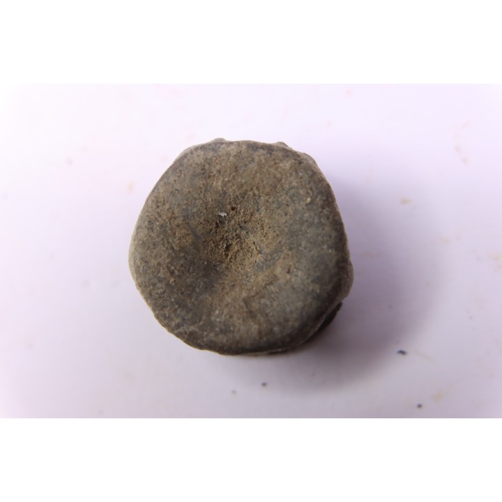 ICHTHYOSAUR vertebra:  STENOPTERYGIUS - lower Toarcian - Nancy area - FRANCE