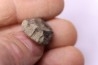 ICHTHYOSAUR vertebra:  STENOPTERYGIUS - lower Toarcian - Nancy area - FRANCE