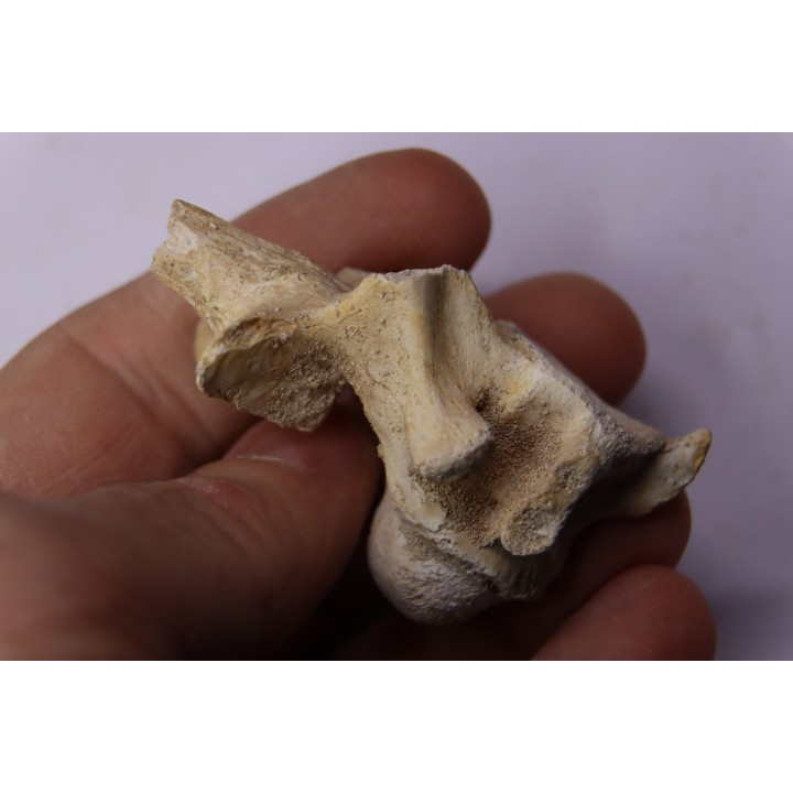 crocodylus spenceri vertebra