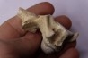 vertèbre  de  crocodylus spenceri