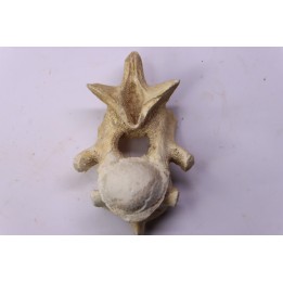 vertèbre  de  crocodylus spenceri