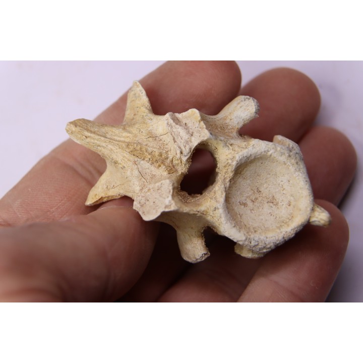crocodylus spenceri vertebra