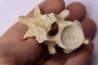 crocodylus spenceri vertebra