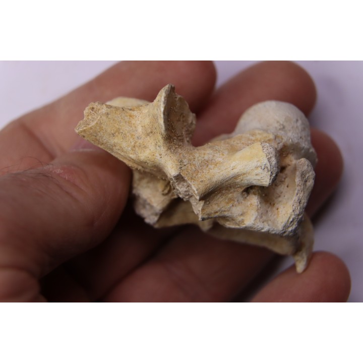 vertèbre  de  crocodylus spenceri