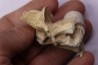 crocodylus spenceri vertebra