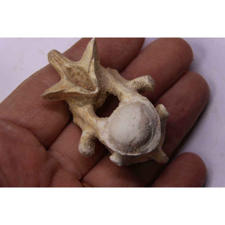 crocodylus spenceri vertebra