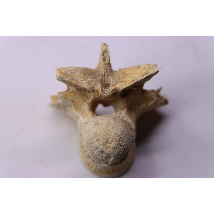 vertèbre  de  crocodylus spenceri
