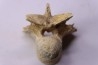 crocodylus spenceri vertebra