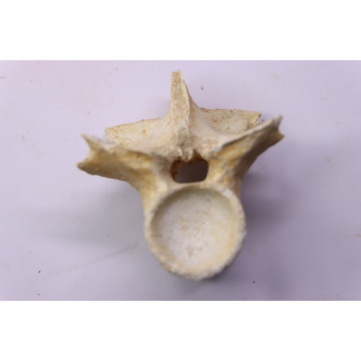 crocodylus spenceri vertebra