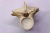 crocodylus spenceri vertebra