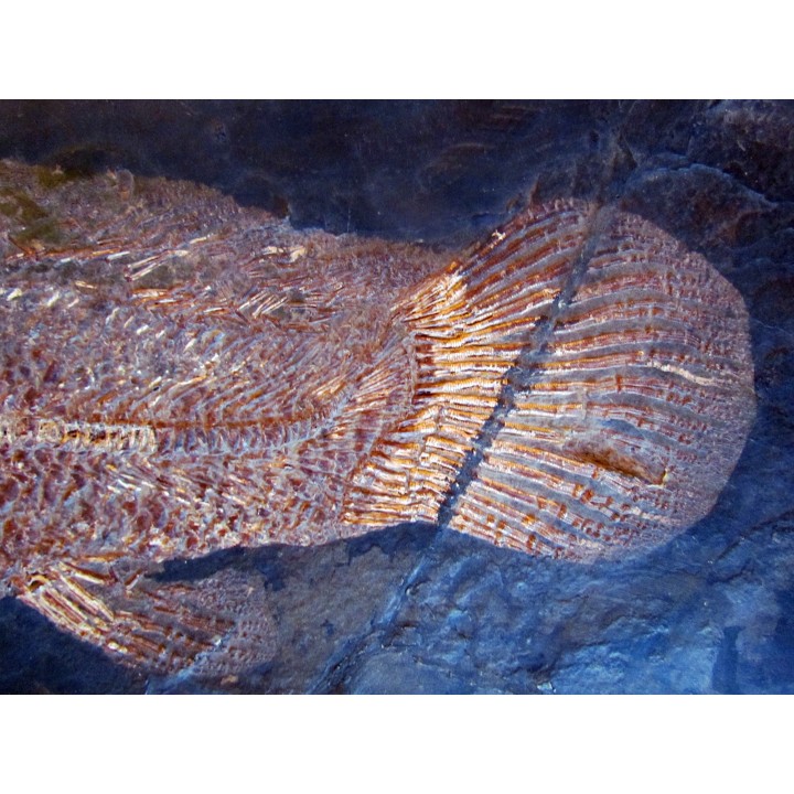 AMIA: CYCLURUS KEHRERI