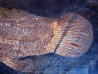 AMIA: CYCLURUS KEHRERI