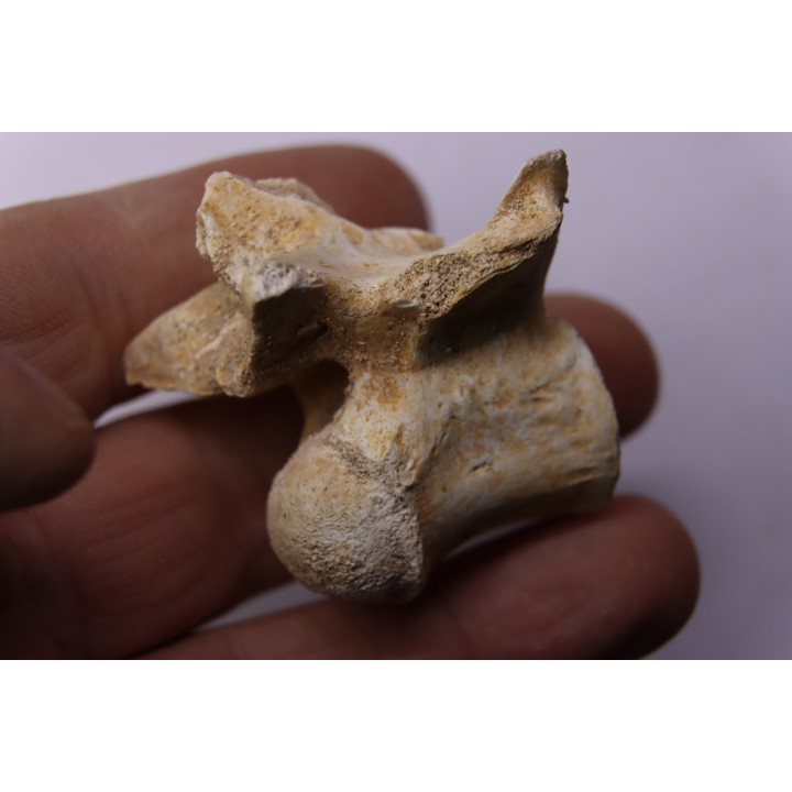 crocodylus spenceri vertebra